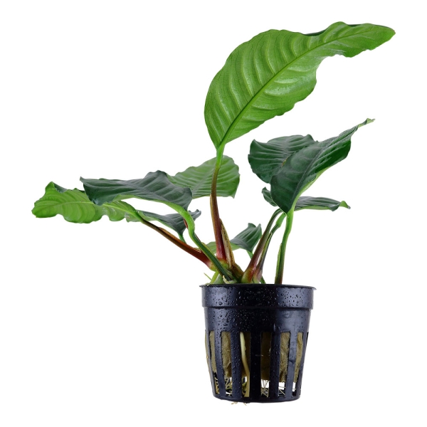 Anubias barteri var. 'Coffeifolia' - Kaffeeblättriges Speerblatt